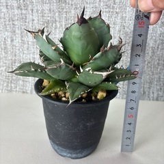 アガベ　姫厳竜aの画像