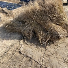 稲ワラ 10束(無料配達)の画像