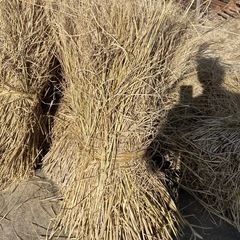 稲ワラ 10束(無料配達)の画像