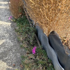 （取引中）ビニールハウスの骨組み一式（現地にて解体、持っていける方限定）の画像