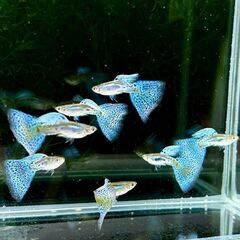 国産グッピー ブルーグラス 　Aランク　ペア