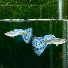国産グッピー ブルーグラス 　Aランク　ペアの画像