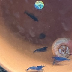 ブルーベルベットシュリップ10匹の画像