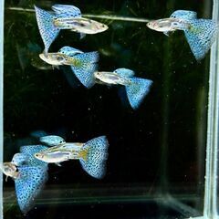 国産グッピー ブルーグラス 　Aランク　ペアの画像