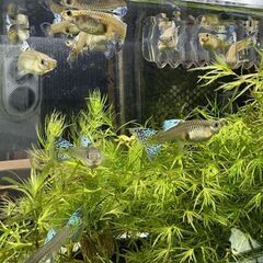 国産グッピー ブルーグラス 　Aランク　ペアの画像