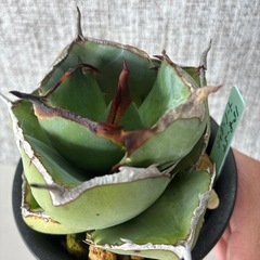 アガベ　ジャガーノートの画像