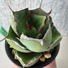 アガベ　ジャガーノートの画像