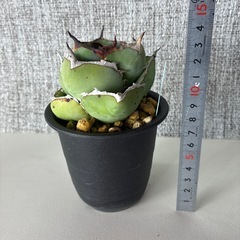 アガベ　ジャガーノートの画像