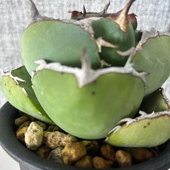 アガベ　ジャガーノートの画像