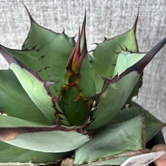 アガベ　チタノタ　 の画像