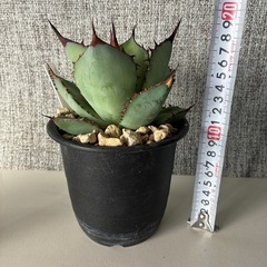 アガベ　チタノタ　 の画像