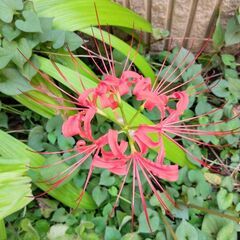 彼岸花　種の画像