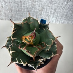 アガベ　魔丸の画像