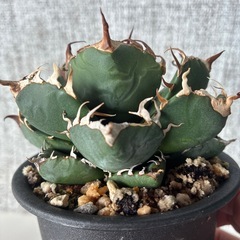 アガベ　魔丸の画像