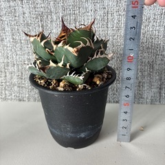 アガベ　魔丸の画像