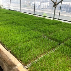 R6年　くず米　小米　ヒノヒカリ　無農薬　15kg前後
の画像