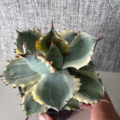 アガベ　兜蟹錦の画像