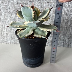 アガベ　兜蟹錦の画像