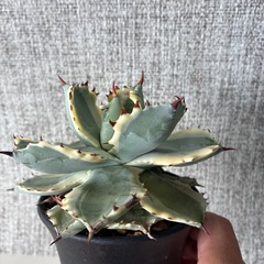 アガベ　兜蟹錦の画像