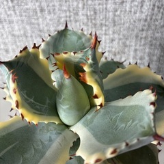 アガベ　兜蟹錦の画像