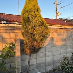 木🌲取りにくれる方連絡下さい！の画像