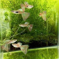 国産グッピー レッドグラス 　ペア　の画像