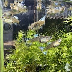 国産グッピー レッドグラス 　ペア　の画像