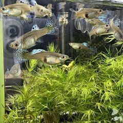 国産グッピー レッドグラス 　ペア　の画像