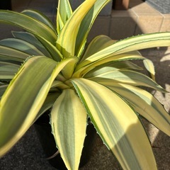 アガベ　ジョーホークの画像