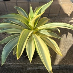 アガベ　ジョーホークの画像