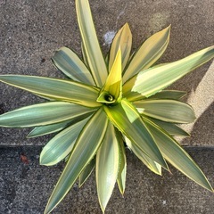 アガベ　ジョーホークの画像