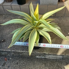 アガベ　ジョーホークの画像