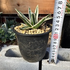 アガベ　氷山の画像