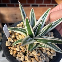 アガベ　氷山の画像