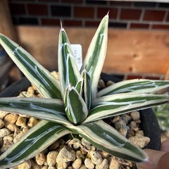 アガベ　氷山の画像