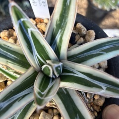 アガベ　氷山の画像