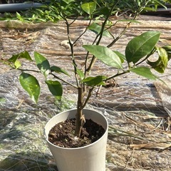 シークワーサー取り木苗の画像