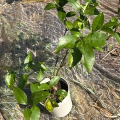 シークワーサー取り木苗の画像