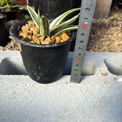 アガベ　氷山の画像