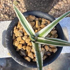 アガベ　氷山の画像