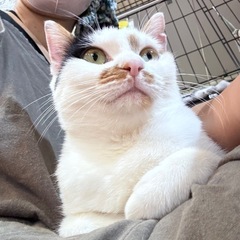 膝乗り猫さん和泉ちゃん