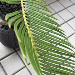 観葉植物　ソテツの画像