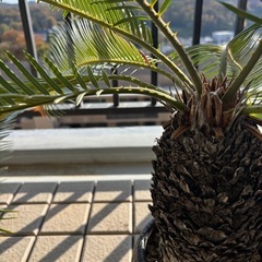 観葉植物　ソテツの画像