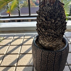 観葉植物　ソテツの画像