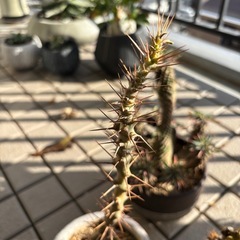 観葉植物3点セットの画像