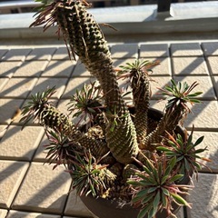 観葉植物3点セットの画像