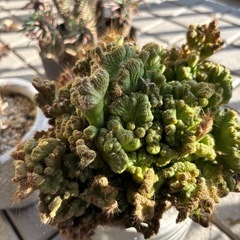 観葉植物3点セットの画像