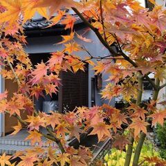 ２２０センチもみじ鉢植え　重いですので軽トラ必要かなの画像