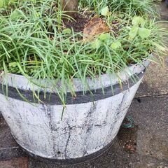 ２２０センチもみじ鉢植え　重いですので軽トラ必要かなの画像