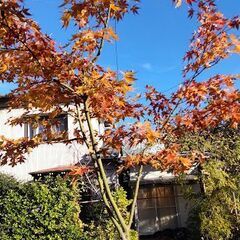 ２２０センチもみじ鉢植え　重いですので軽トラ必要かなの画像